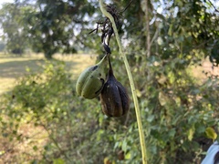 Aristolochia indica