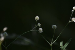Pfaffia glomerata