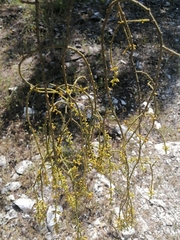 Phoradendron rufescens