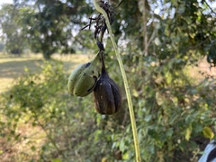Aristolochia indica