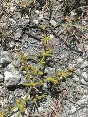 Phoradendron rufescens