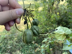 Aristolochia indica