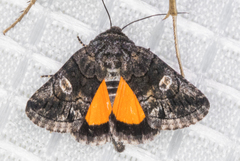 Copanarta aurea