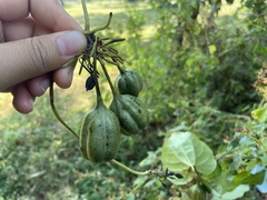 Aristolochia indica