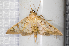 Mimorista subcostalis