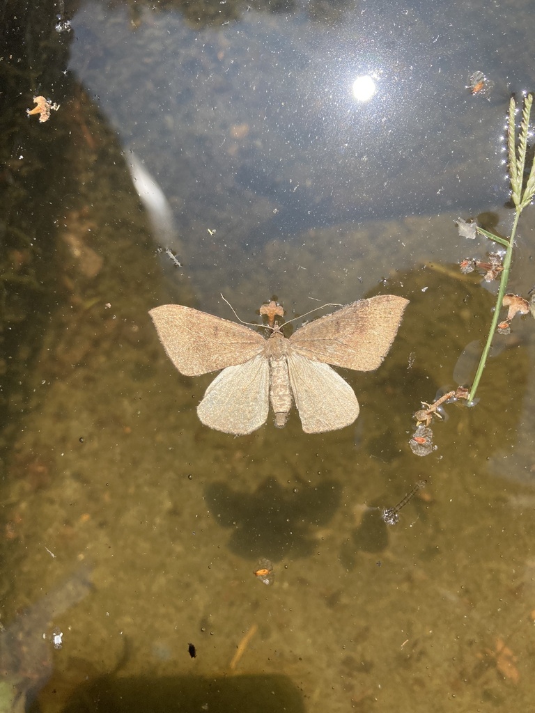 Ennada flavaria