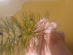 Ceratophyllum submersum
