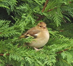 Fringilla coelebs