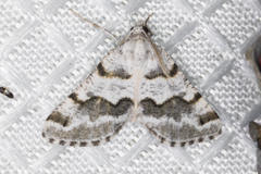 Macaria pallipennata