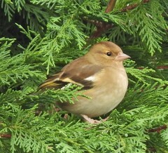Fringilla coelebs