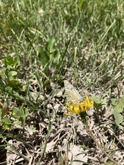 Tatochila mercedis mercedis
