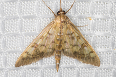 Mimorista subcostalis
