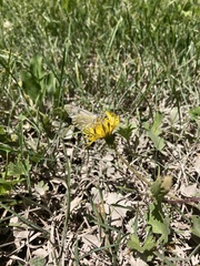 Tatochila mercedis mercedis