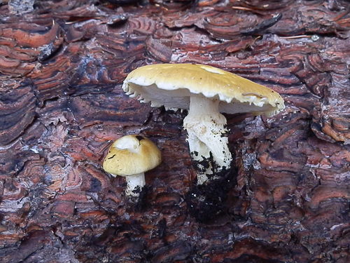 Floccularia albolanaripes