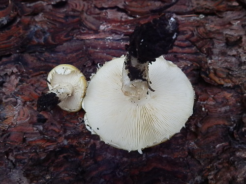 Floccularia albolanaripes