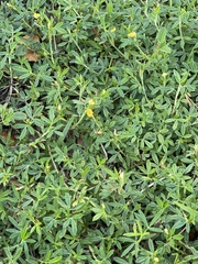 Stylosanthes