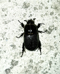 Archophileurus