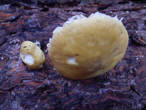 Floccularia albolanaripes