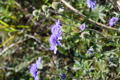 Scabiosa lachnophylla