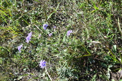 Scabiosa lachnophylla