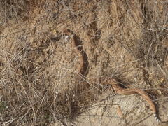 Crotalus ruber
