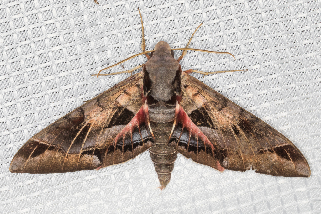 Typhon Sphinx