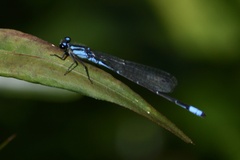 Acanthagrion lancea