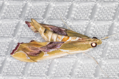 Agathodes monstralis