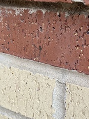 Crossopriza lyoni