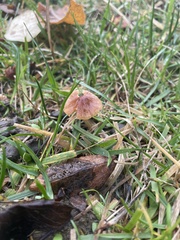 Conocybe cyanopus