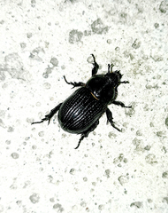 Archophileurus