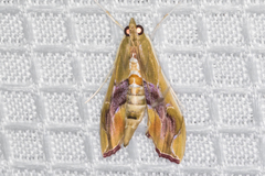 Agathodes monstralis