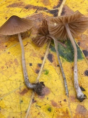 Conocybe cyanopus