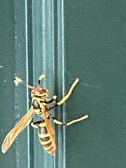 Polistes crinitus