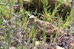 Phrynosoma platyrhinos