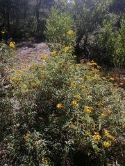 Electranthera mutica