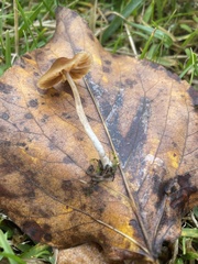 Conocybe cyanopus
