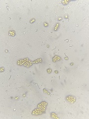 Conocybe cyanopus