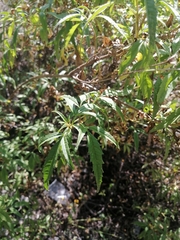 Electranthera mutica