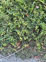 Alysicarpus vaginalis