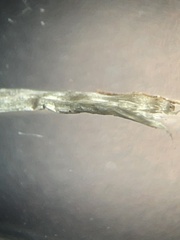 Conocybe cyanopus