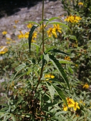 Electranthera mutica