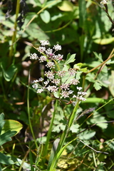 Kitagawia terebinthacea