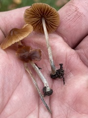 Conocybe cyanopus