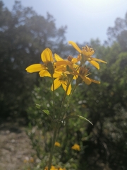 Electranthera mutica