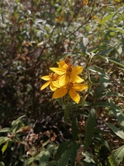 Electranthera mutica