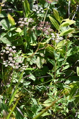 Kitagawia terebinthacea