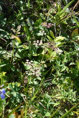 Kitagawia terebinthacea