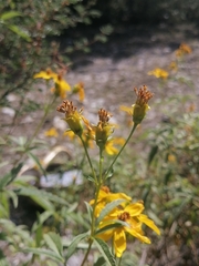 Electranthera mutica