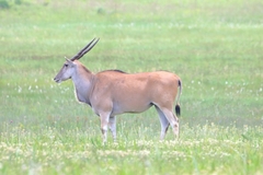 Tragelaphus oryx oryx